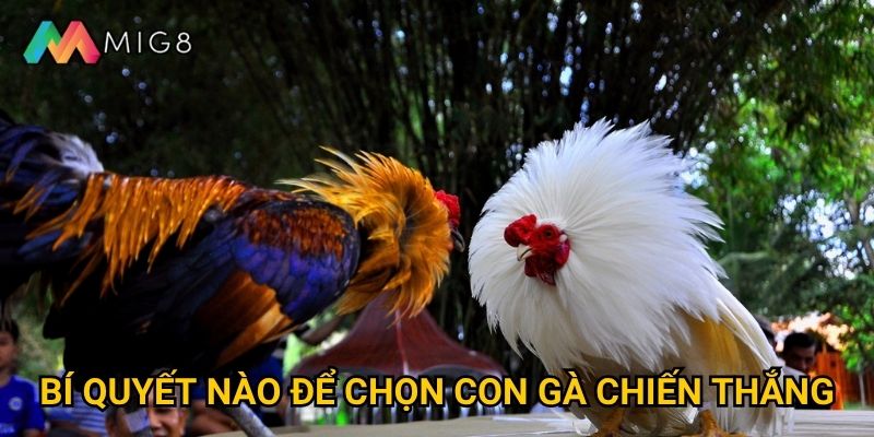 Đá Gà Cựa Dao tại Mig8 có tính kịch tính cao không? 3 Bí quyết nào để chọn con gà chiến thắng?