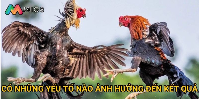 Đá Gà Cựa Sắt tại Mig8 có độ khốc liệt như thế nào? 3 Có những yếu tố nào ảnh hưởng đến kết quả?