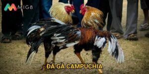 Đá Gà Campuchia tại Mig8 có luật chơi như thế nào?