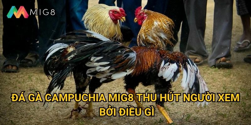 Đá Gà Campuchia tại Mig8 có luật chơi như thế nào? 2 Đá Gà Campuchia Mig8 thu hút người xem bởi điều gì?