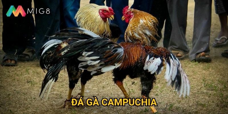 Đá Gà Campuchia tại Mig8 có luật chơi như thế nào?