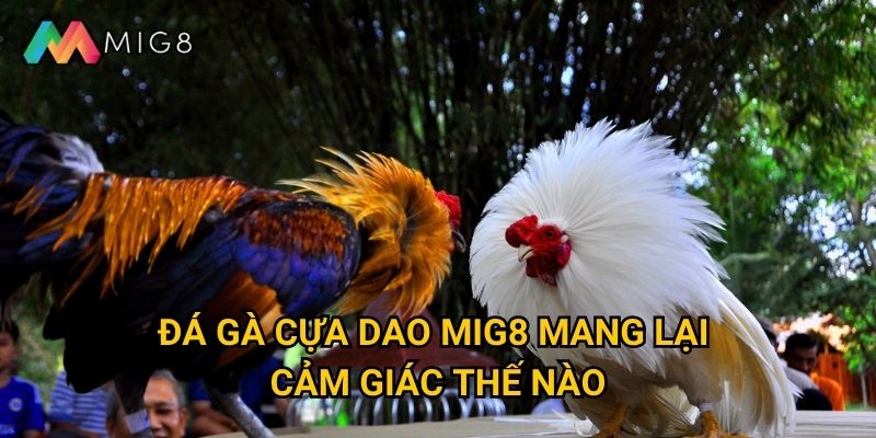 Đá Gà Cựa Dao tại Mig8 có tính kịch tính cao không? 2 Đá Gà Cựa Dao Mig8 mang lại cảm giác thế nào?