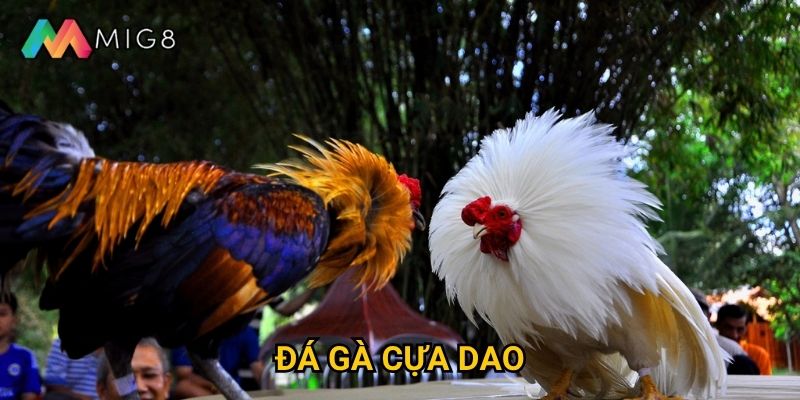 Đá Gà Cựa Dao tại Mig8 có tính kịch tính cao không?