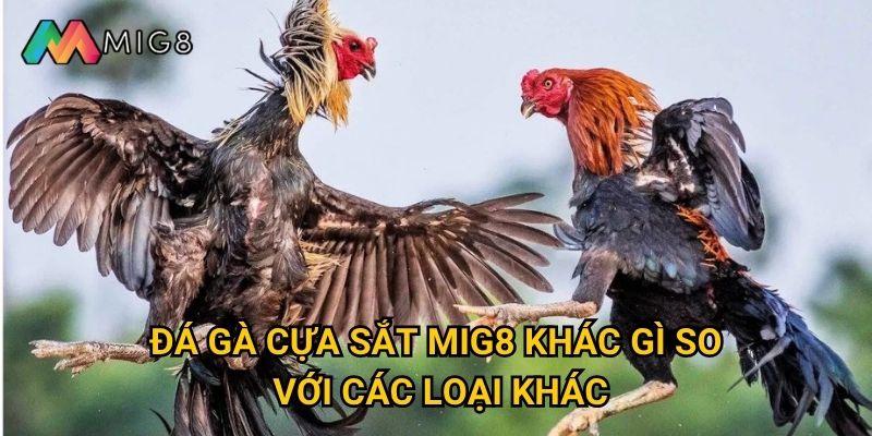 Đá Gà Cựa Sắt tại Mig8 có độ khốc liệt như thế nào? 2 Đá Gà Cựa Sắt Mig8 khác gì so với các loại khác?