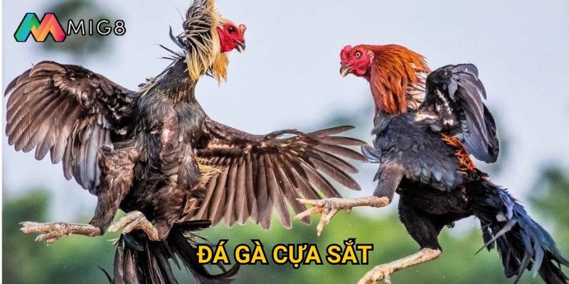 Đá Gà Cựa Sắt tại Mig8 có độ khốc liệt như thế nào?