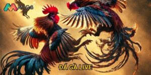 Đá Gà Live tại Mig8 có chất lượng truyền hình như thế nào?
