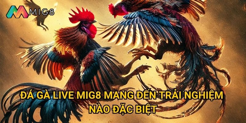 Đá Gà Live tại Mig8 có chất lượng truyền hình như thế nào? 2 Đá Gà Live Mig8 mang đến trải nghiệm nào đặc biệt?
