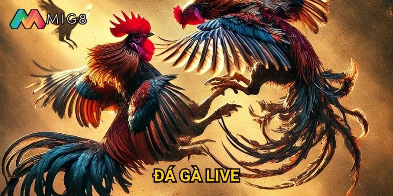Đá Gà Live tại Mig8 có chất lượng truyền hình như thế nào?