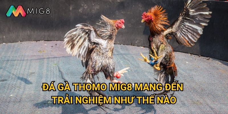 Đá Gà Thomo tại Mig8 có những điểm nổi bật gì độc đáo? 2 Đá Gà Thomo Mig8 mang đến trải nghiệm như thế nào?