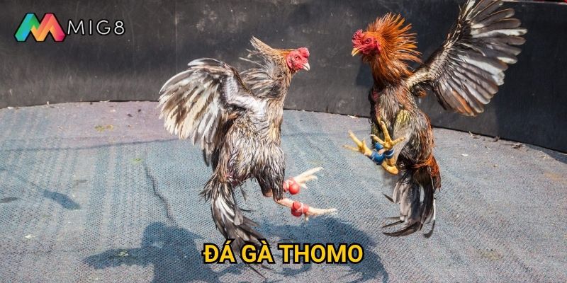 Đá Gà Thomo tại Mig8 có những điểm nổi bật gì độc đáo?