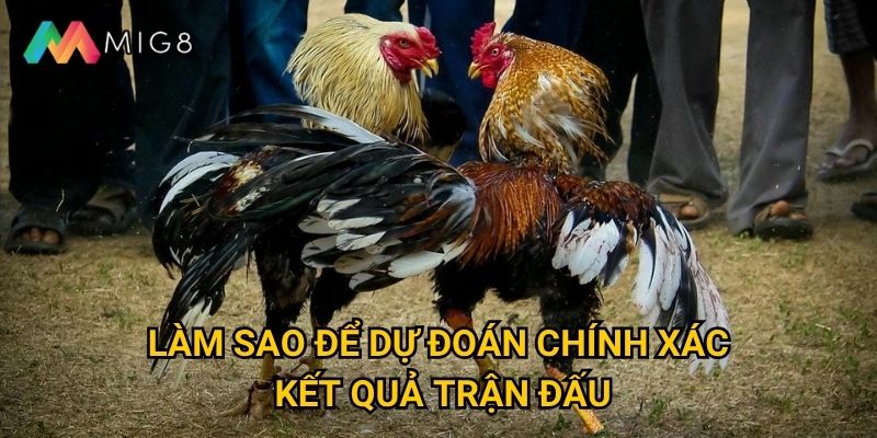 Đá Gà Campuchia tại Mig8 có luật chơi như thế nào? 3 Làm sao để dự đoán chính xác kết quả trận đấu?