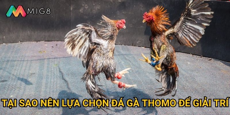 Đá Gà Thomo tại Mig8 có những điểm nổi bật gì độc đáo? 3 Tại sao nên lựa chọn đá gà Thomo để giải trí?