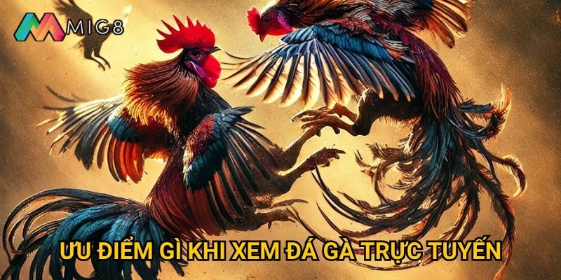 Đá Gà Live tại Mig8 có chất lượng truyền hình như thế nào? 3 Ưu điểm gì khi xem đá gà trực tuyến?